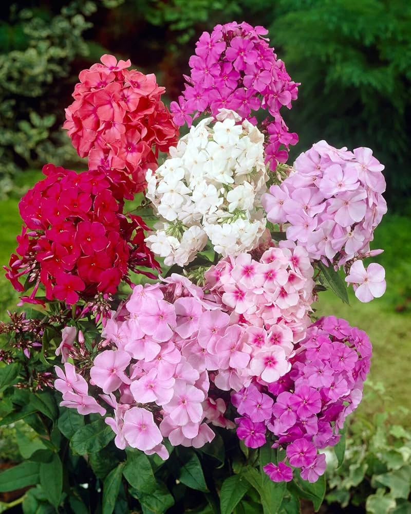Phlox-Samen Ethnie Mix Flowers Seeds