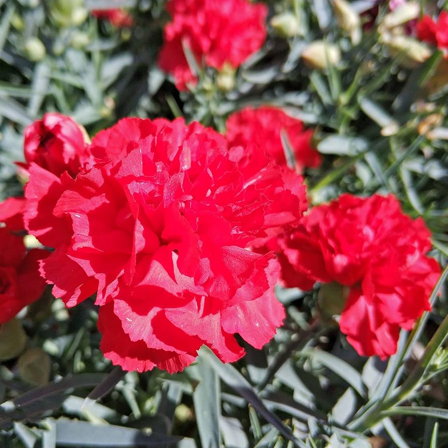 Scarlet Carnation flower seeds for vibrant, fragrant blooms