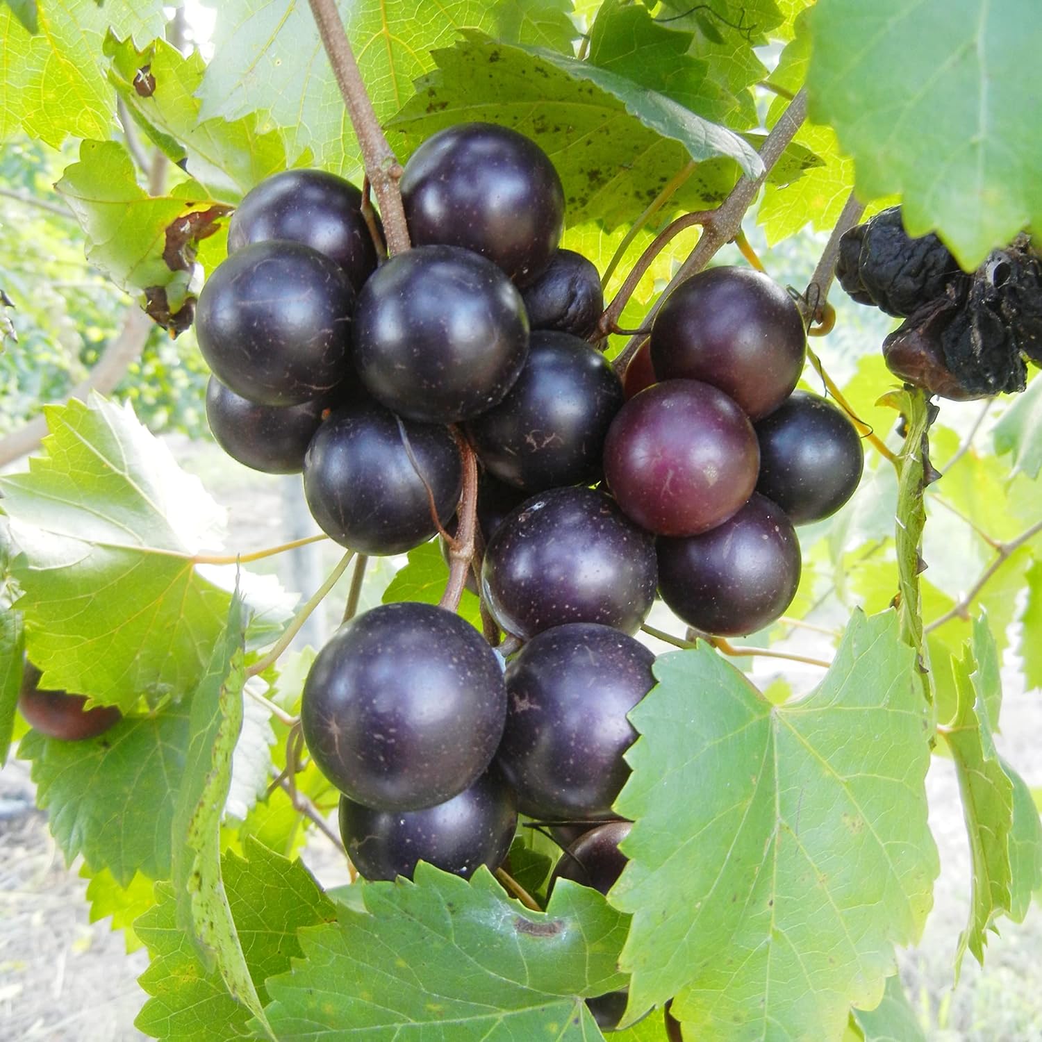 Muscadine Grape Seeds Climbing Vine Perennial Fargrant Flavor Fast Growing Tasty Long-Lived Juice