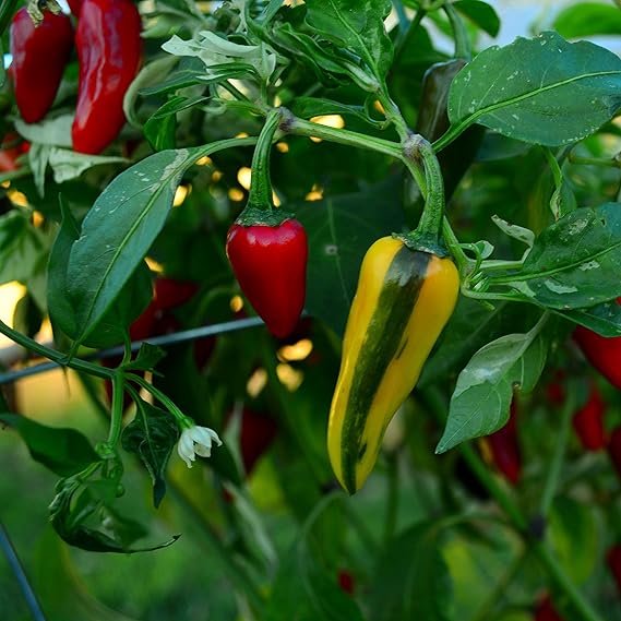 Fish Pepper Capsicum annuum for planting in vegetable patch