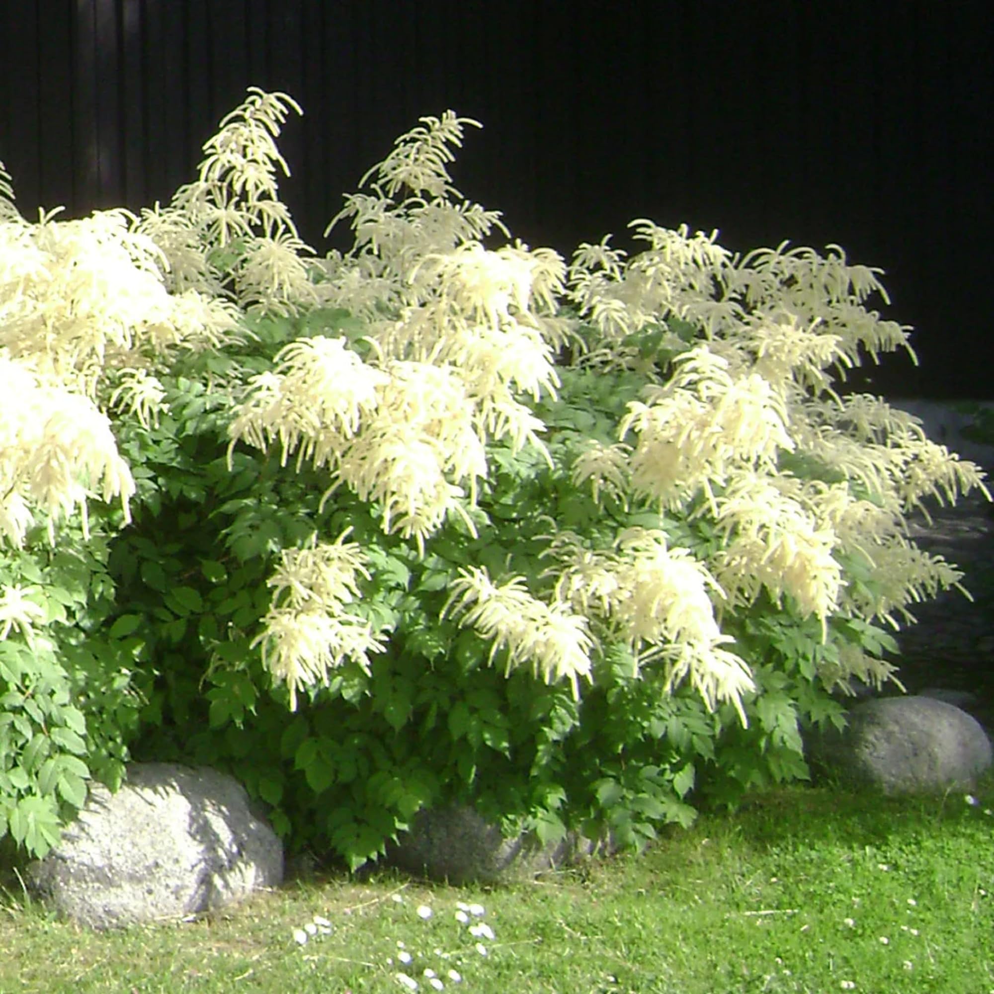 Aruncus Flower Seeds For Elegant Garden Planting