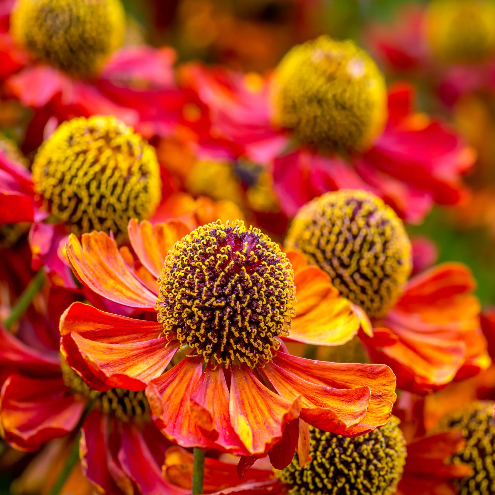 Helenium sneezeweed flower seeds