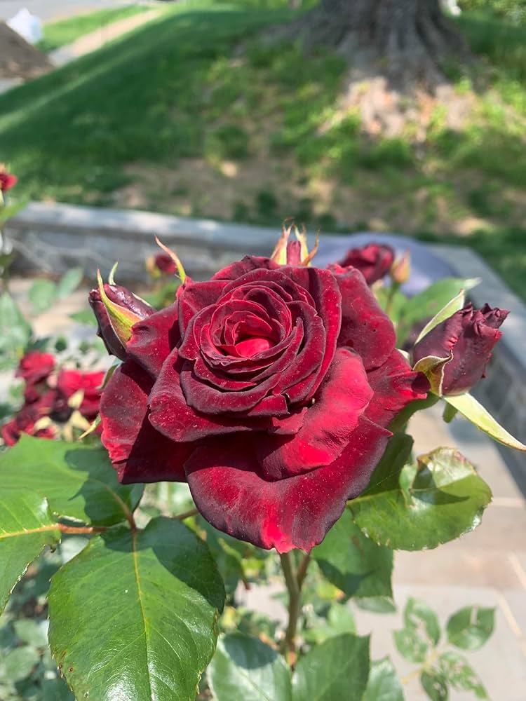 Black Baccara Rose Rosa spp for planting in flower bed