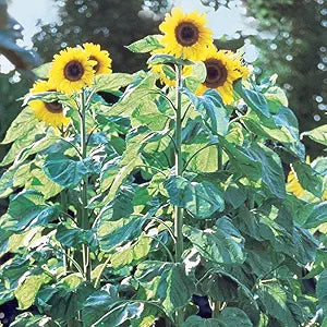 American Giant Sunflower Helianthus annuus for planting in vegetable patch