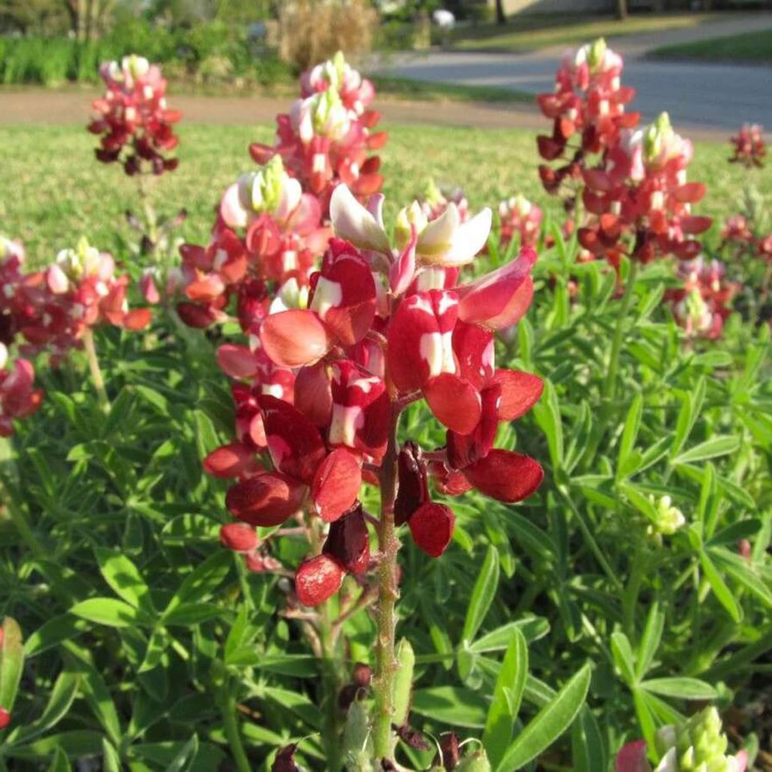 Red Texas Bluebonnets Seeds For Planting Drought Tolerant Low-Maintenance Wild Flower Striking