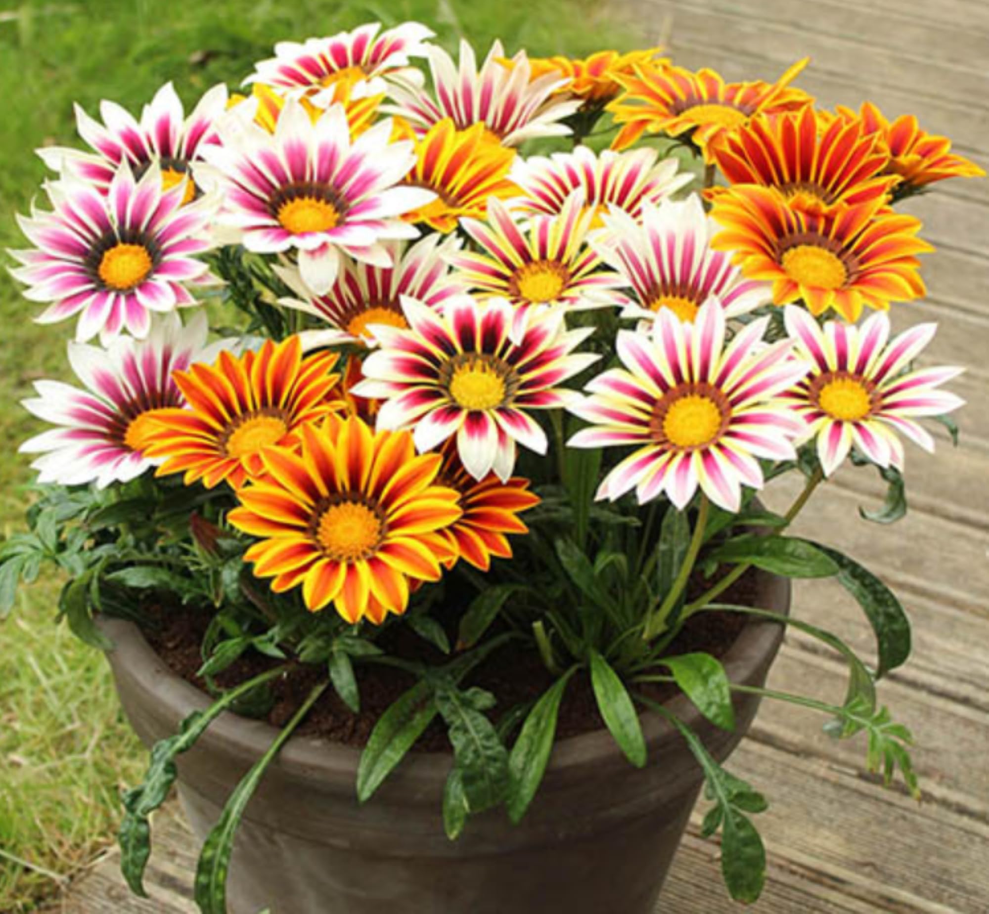 Africa Gazania Gazania rigens for planting in flower bed