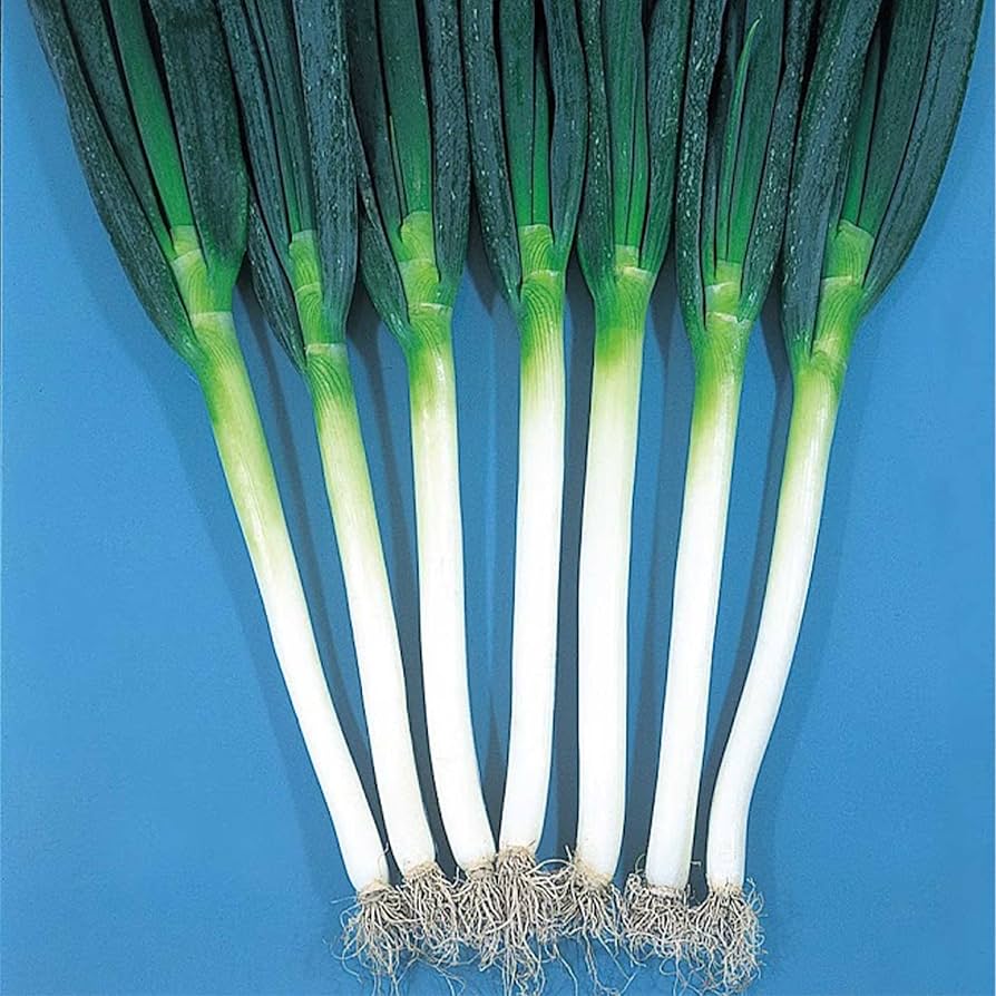 Bundles Onion Ishikura Allium fistulosum for planting in vegetable patch