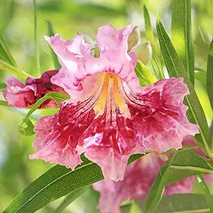Desert Willow Chilopsis linearis for planting in xeriscape