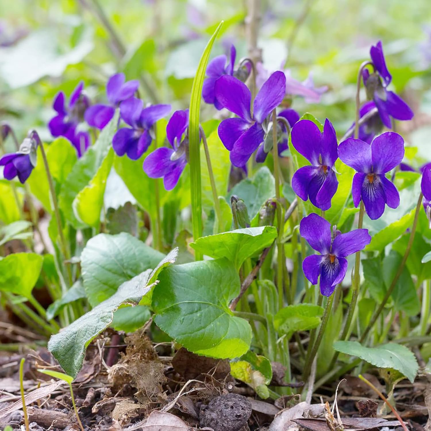 Sweet Violet Seeds Viola Odorata Perennial Fragrant Cut Flowers Deer & Rabbit Resistant Ground