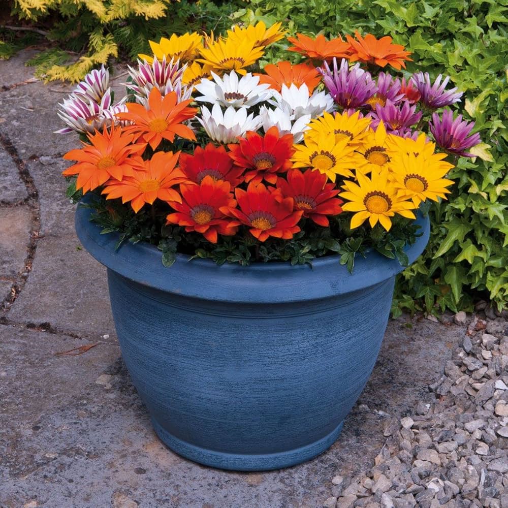 Gazania Mini Star Tangerine for sunny garden beds