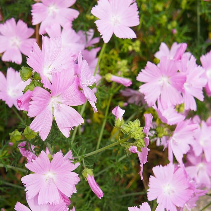 Pink Musk Mallow Flower seeds for Planting - Cottage Garden Essential, Heirloom & GMO Free Seeds for Home Garden
 
 Sale for planting in home garden