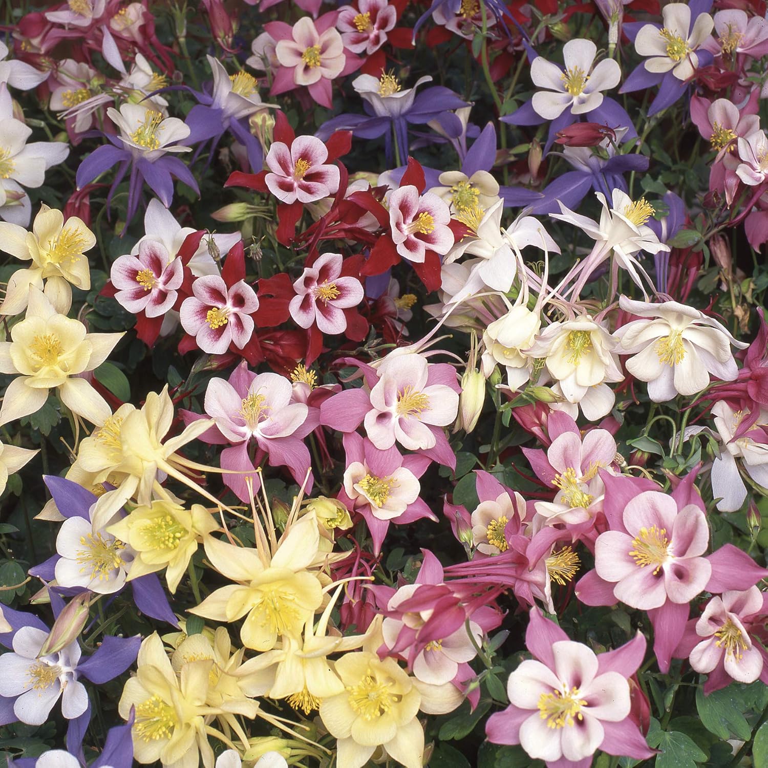 Columbine Flower Seeds For Easy Planting In Woodland Gardens