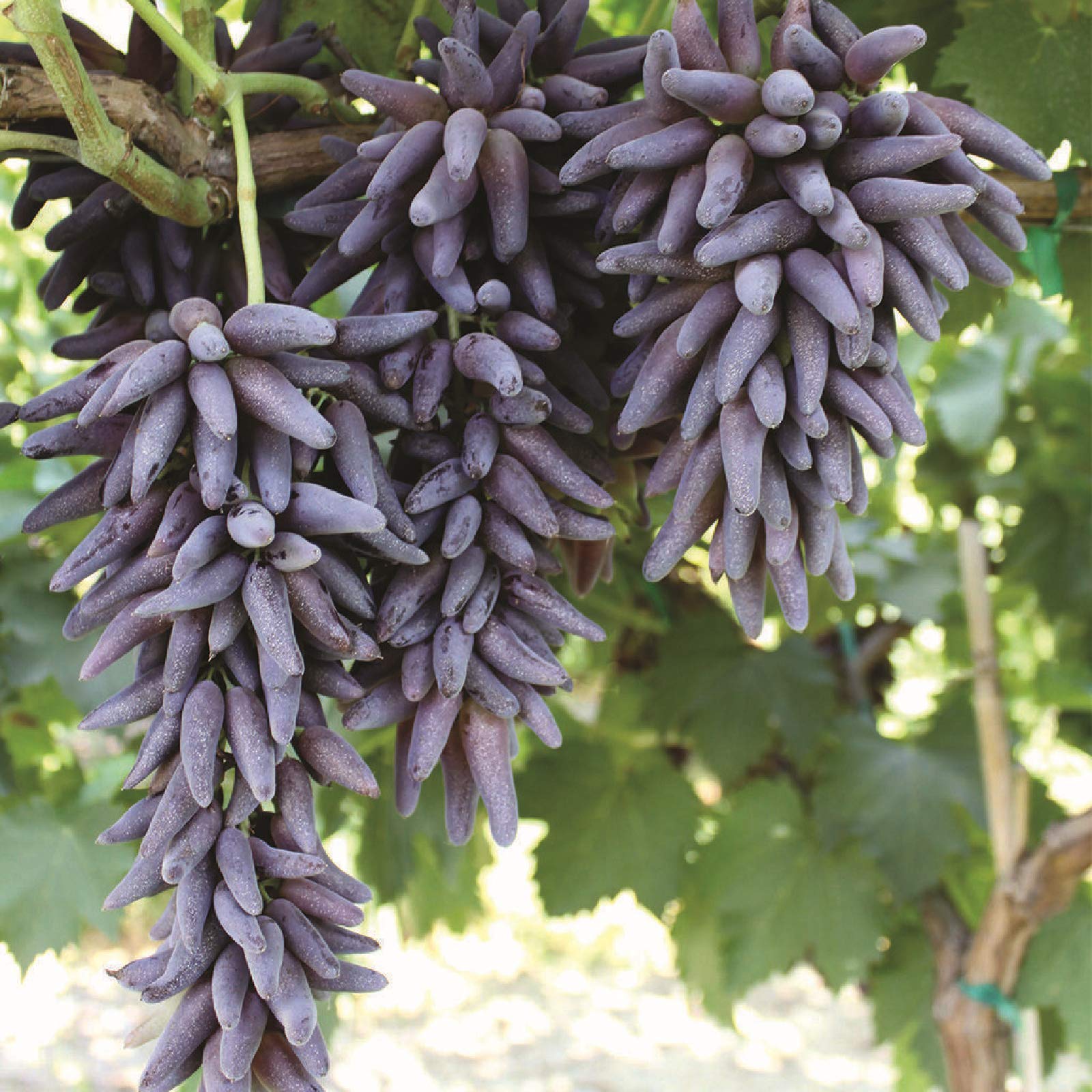 Purple Finger Grape Seeds For Easy Planting Fruit