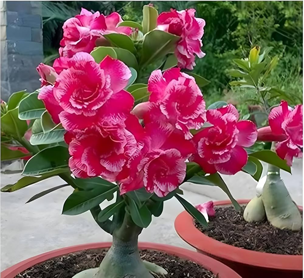 Easy Grow Roses Bonsai Garden Seeds
