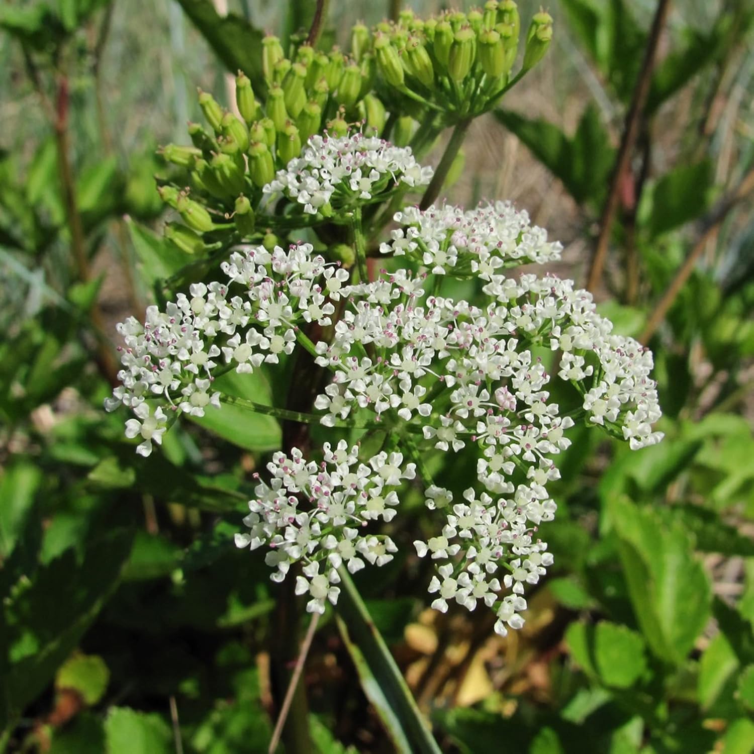 Ligusticum Porteri Seeds Osha Root Porter’s Lovage Perennial Herb Garden Bed Border Outdoor