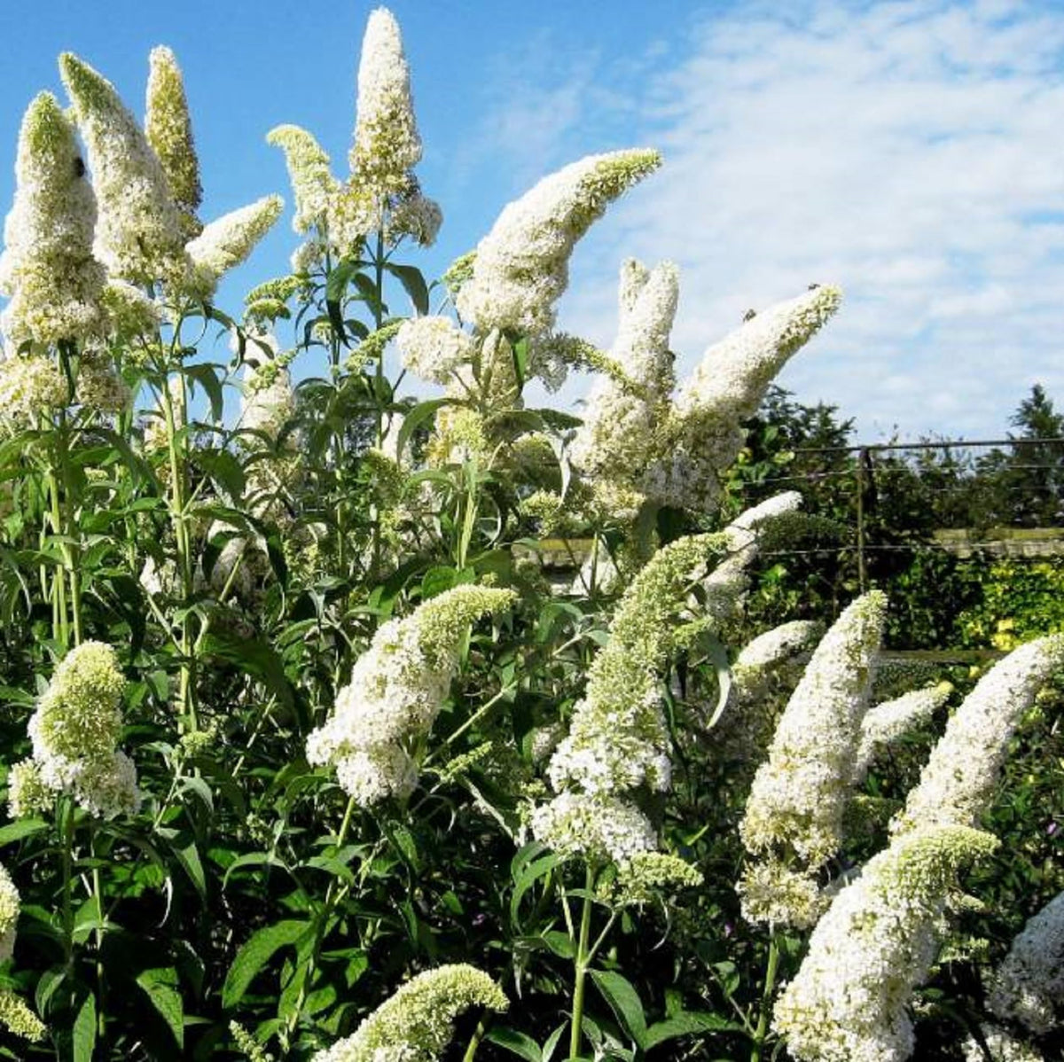 White (White Buddleja) seeds for planting in home garden