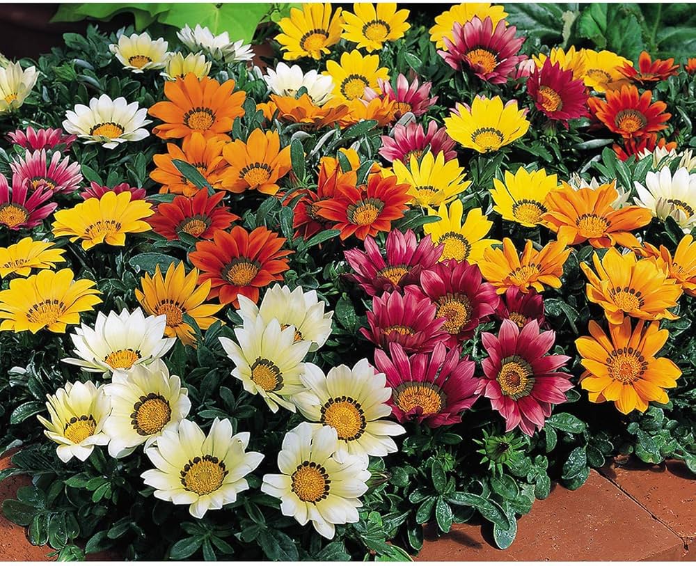 Gazania Sunshine Mix Early Summer Flower Seeds