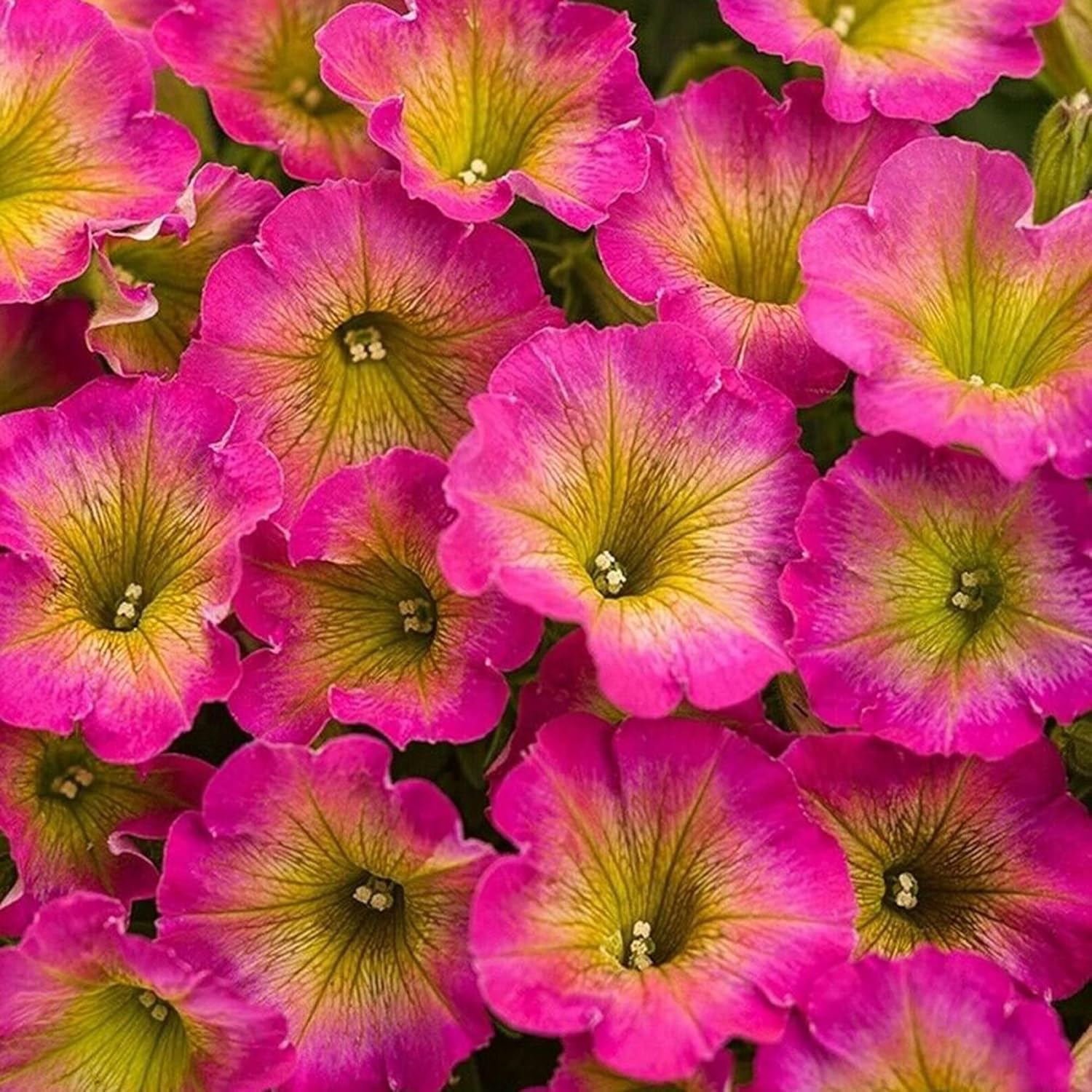 Petunia ’Supertunia Daybreak Charm’ Seeds Showy Flowers Drought Tolerant Attract Hummingbirds