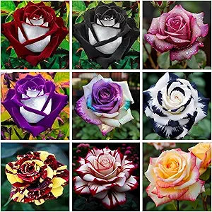 Hybrid Rainbow Rose Seeds for Colorful Garden Blooms