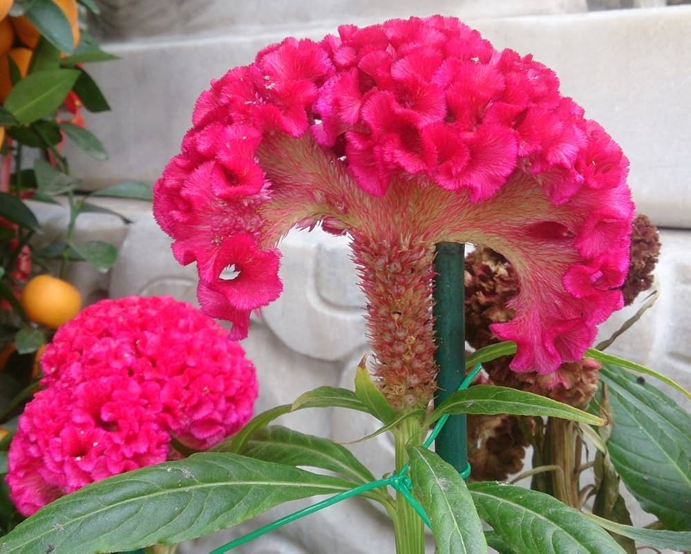 Cockscomb Celosia Cristata Seeds Bold Color