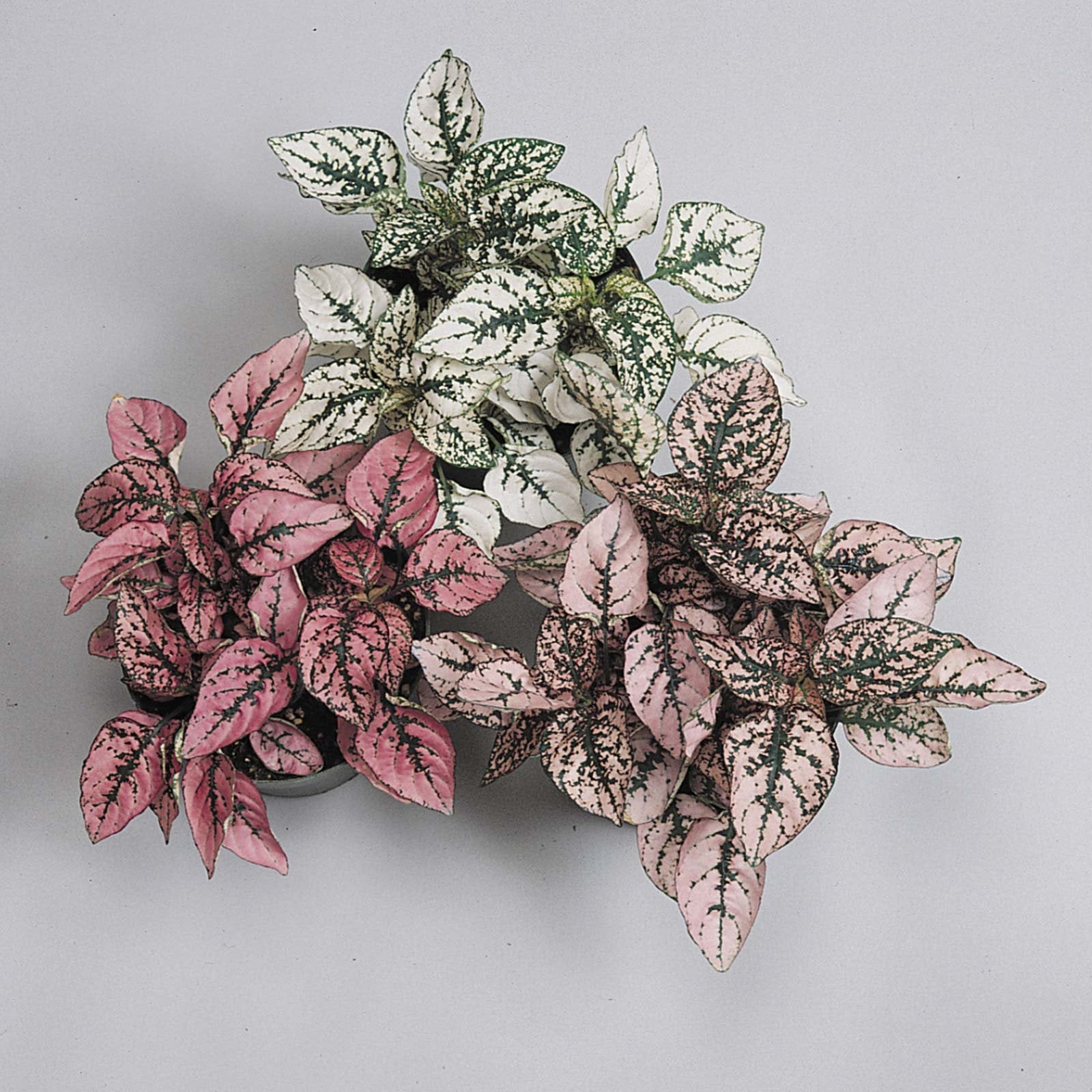 Hypoestes Splash Pink for indoor and shade planting