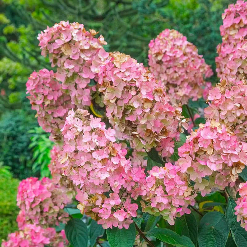 Heirloom (Heirloom Hydrangea) seeds for planting in home garden