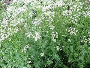 Cumin seeds for flavorful aromatic herb