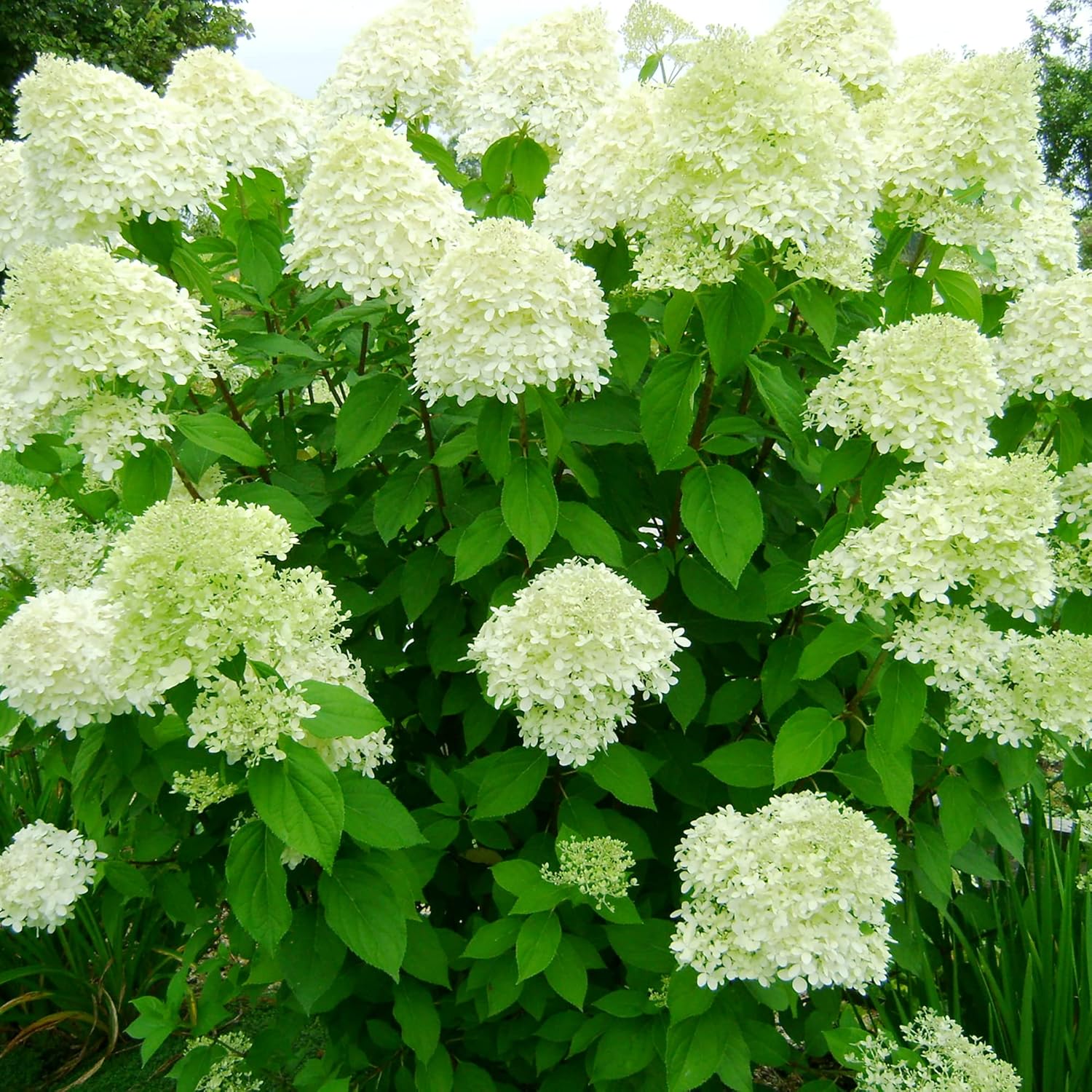 Hydrangea Paniculata Seeds Peegee Fast Growing Attracts Pollinators Bed Border Patio Outdoor