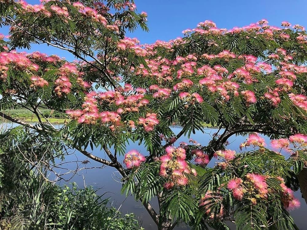 Albizia Albizia julibrissin for planting in flower bed.