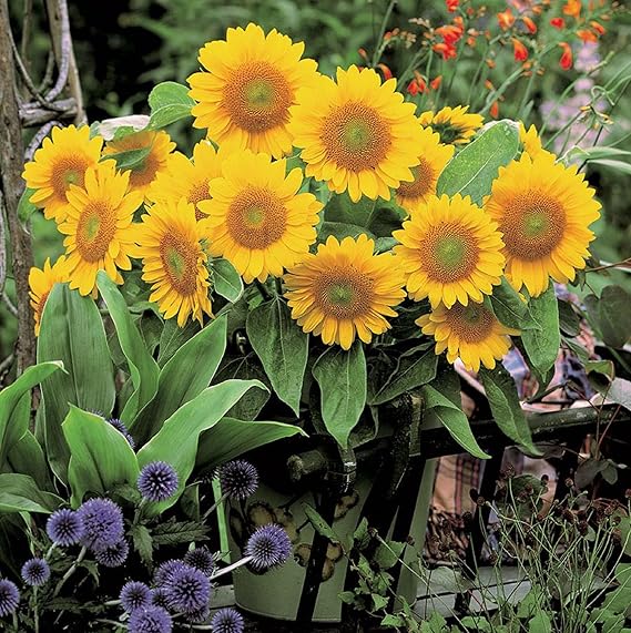 Sunrich Gold Sunflower Seeds - Premium Planting For Vibrant Gardens Plant Seeds