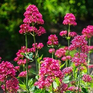 Jupiter’s Beard Centranthus ruber for planting in flower bed