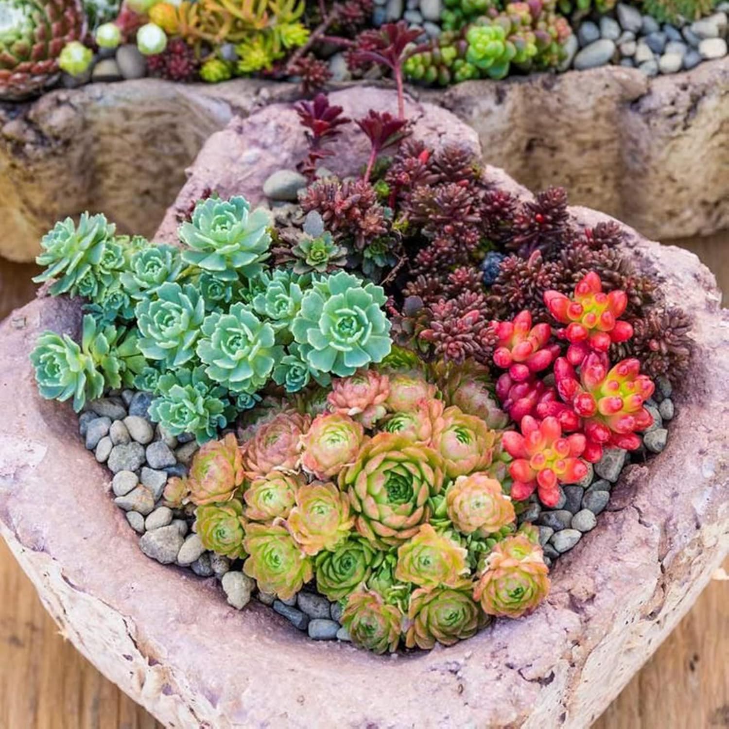 Mixed Sedum Seeds Perennial Star-Shaped Flowers Easy To Care Rock Gardens Containers Ground Cover