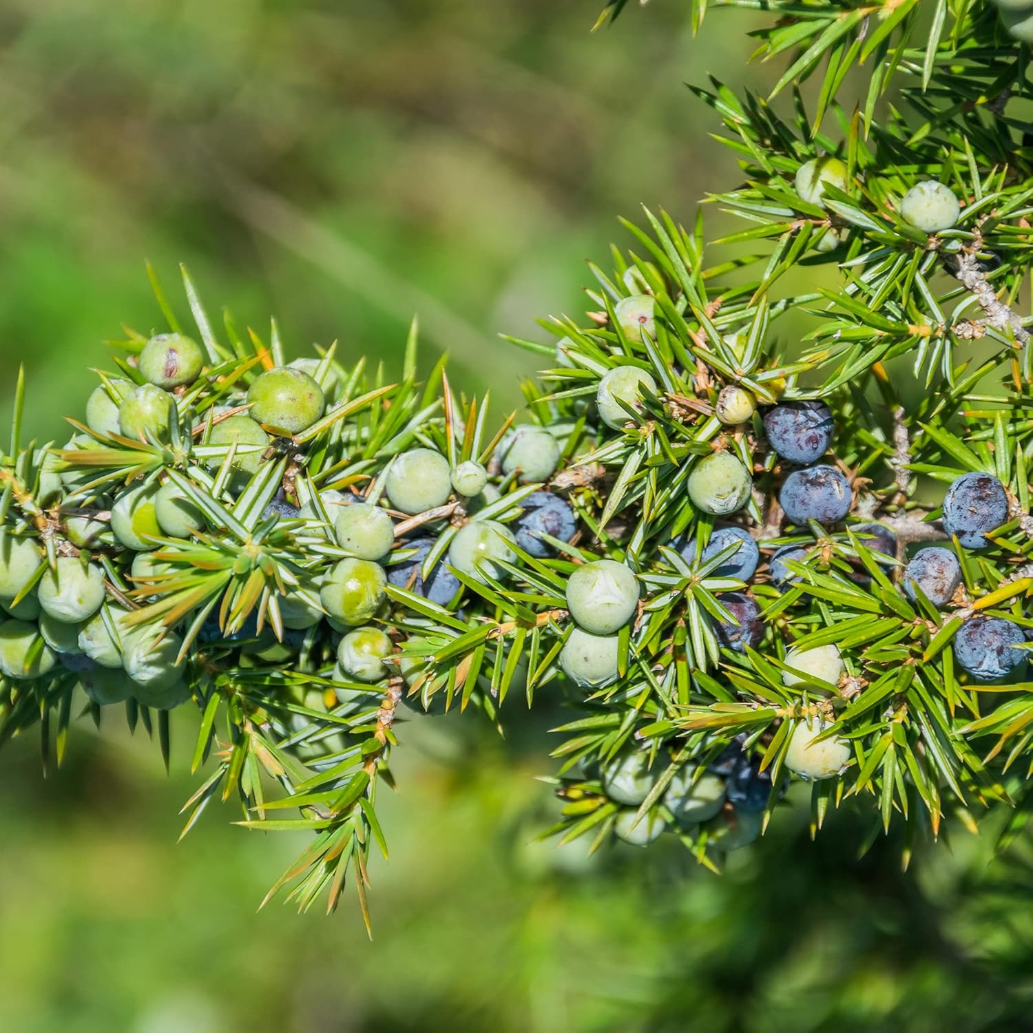 Common Junipers Seeds Juniperus Communis Tree Shrub Fruit For Planting Screening Plant Evergreen