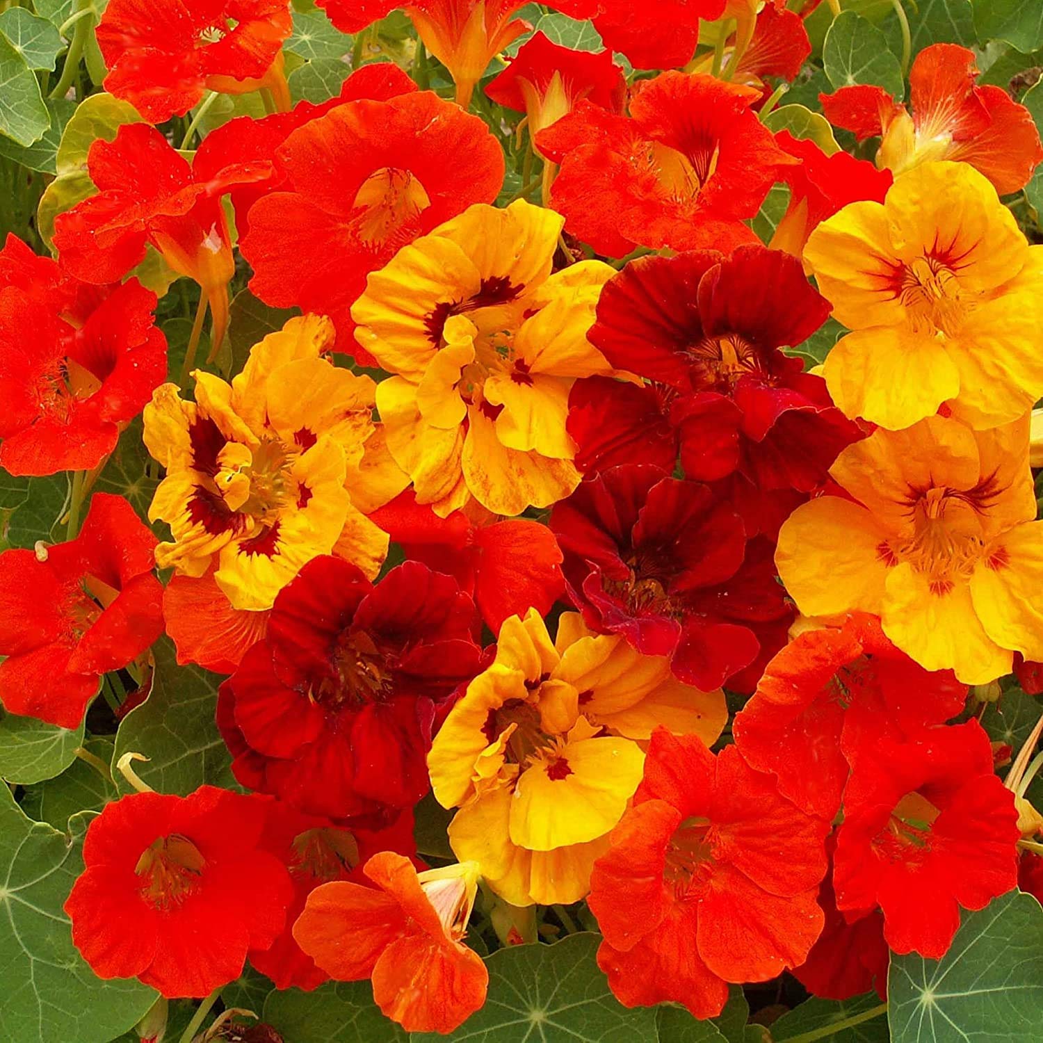 Plant Dark Orange Nasturtium Flower Seeds for a Colorful Garden