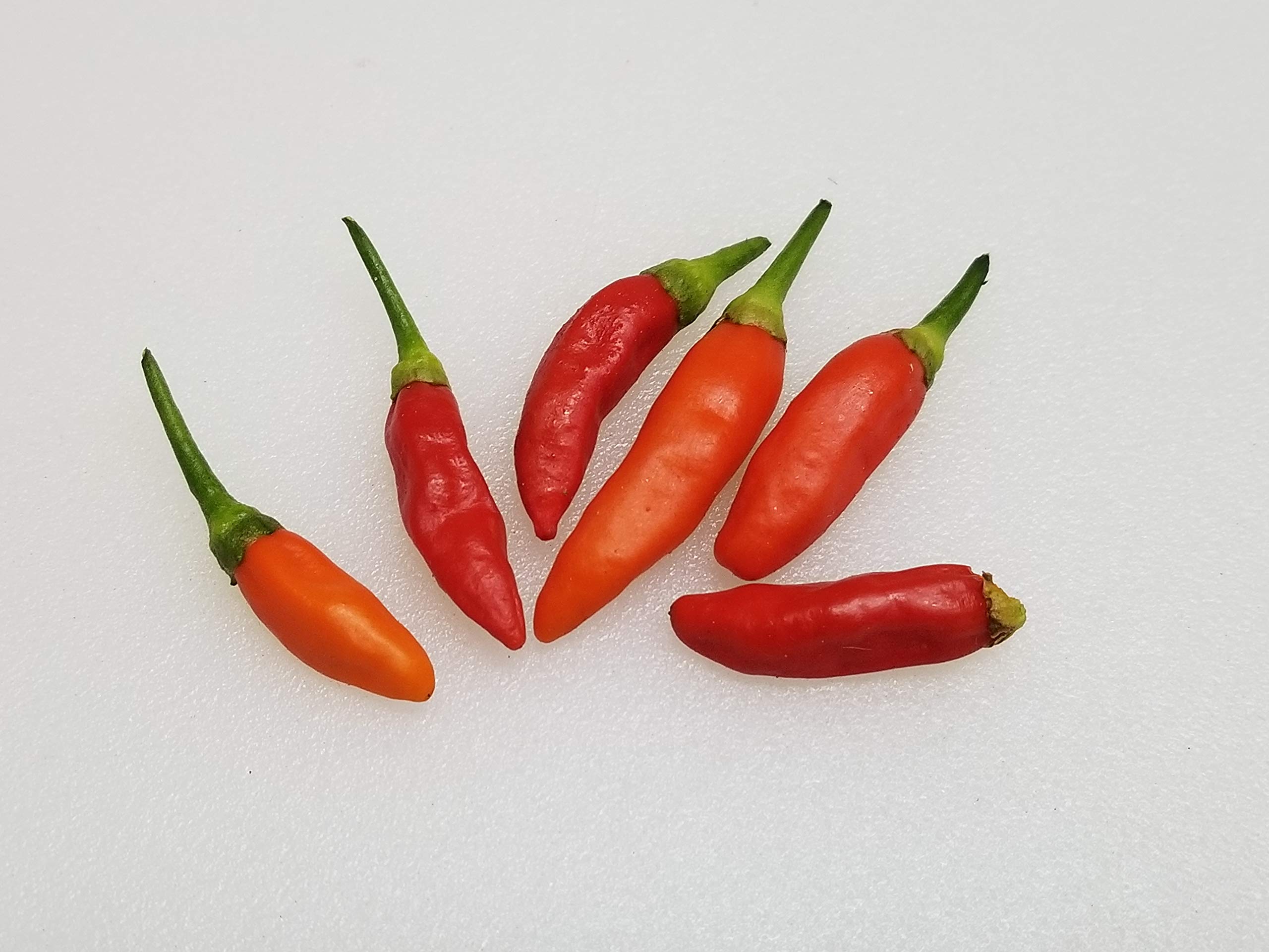 Tabasco Pepper Capsicum frutescens for planting in vegetable patch