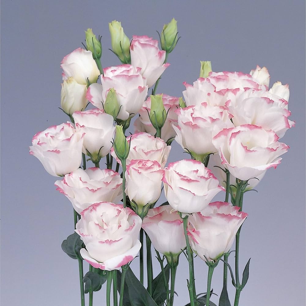 Eustoma Flower Seeds - Pink & White: Your Complete Planting Guide