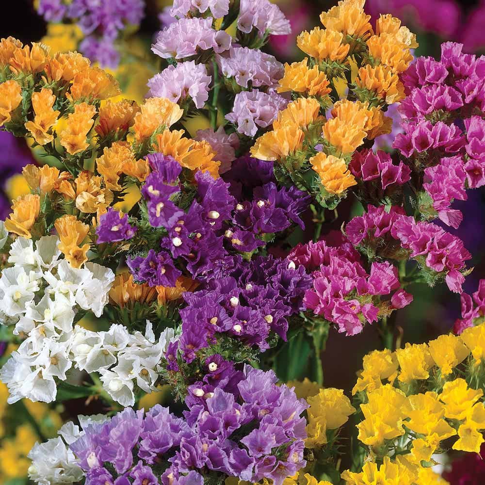 Rat Tail Statice Limonium suworowii seeds for planting in flower borders