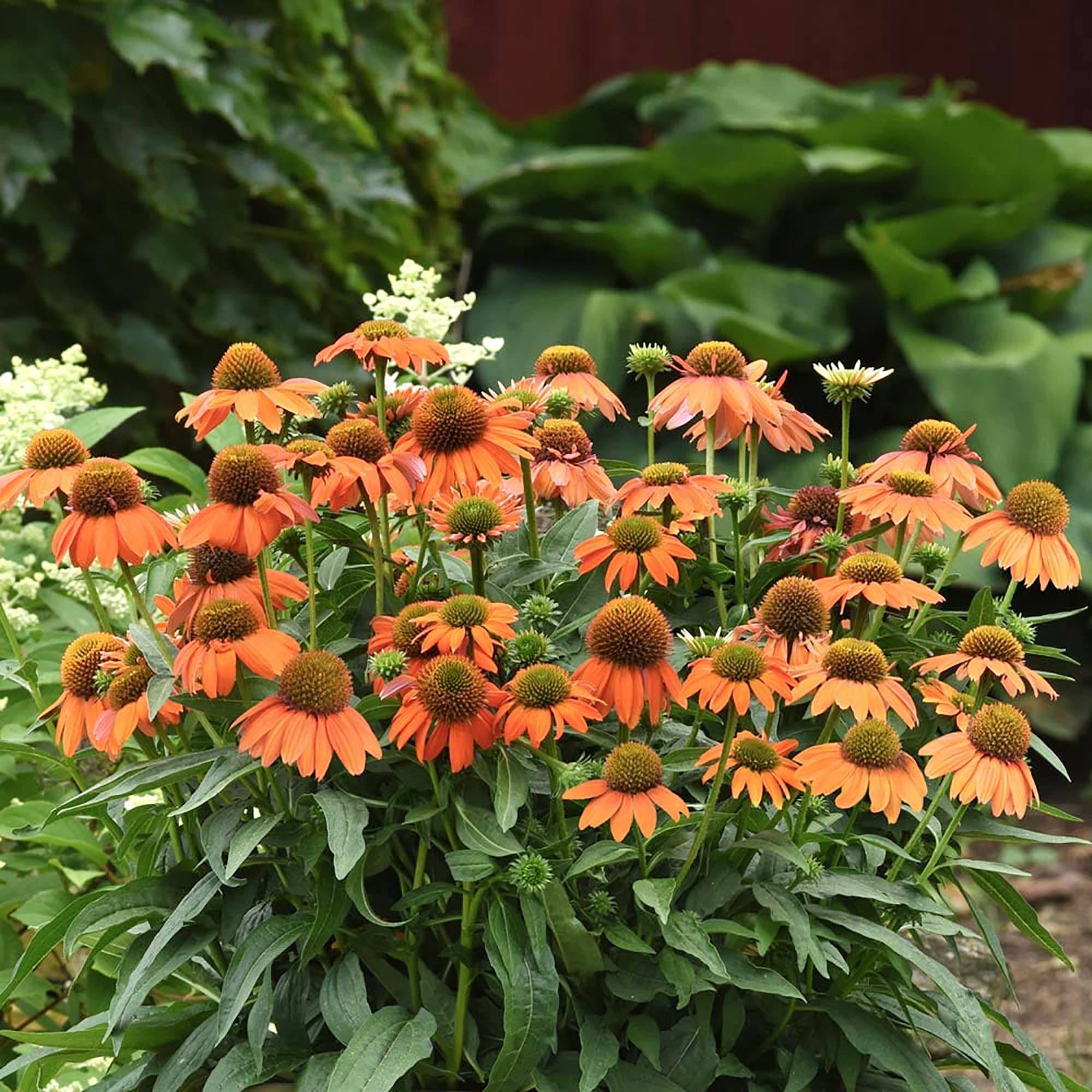 Orange Echinacea Echinacea purpurea for planting in flower bed