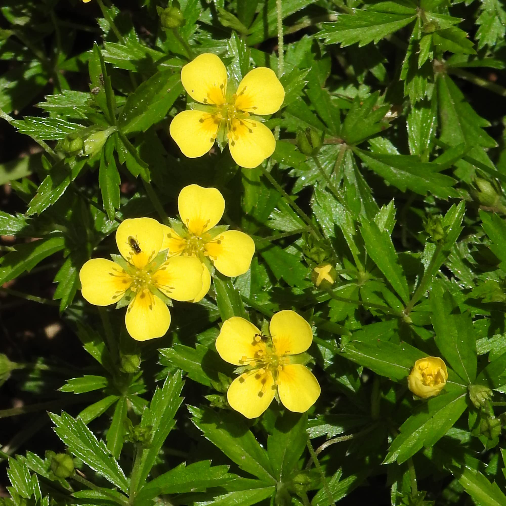 Tormentil Potentilla erecta for planting in wildflower garden