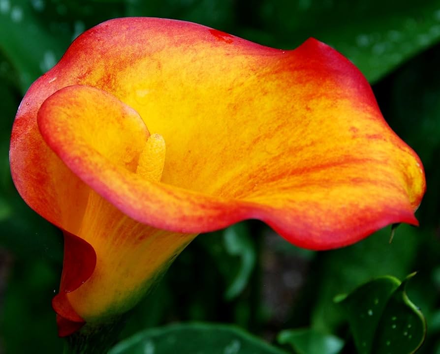 Calla Lily Zantedeschia for planting in flower bed