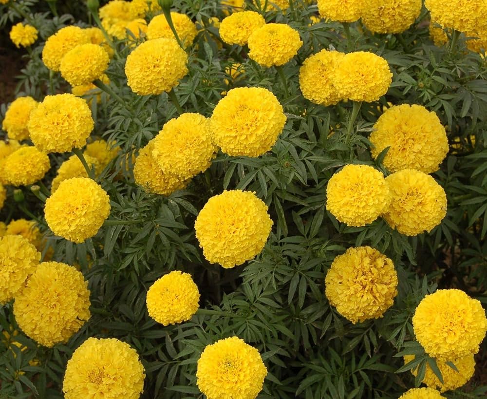 Marigold Tagetes erecta for planting in flower bed