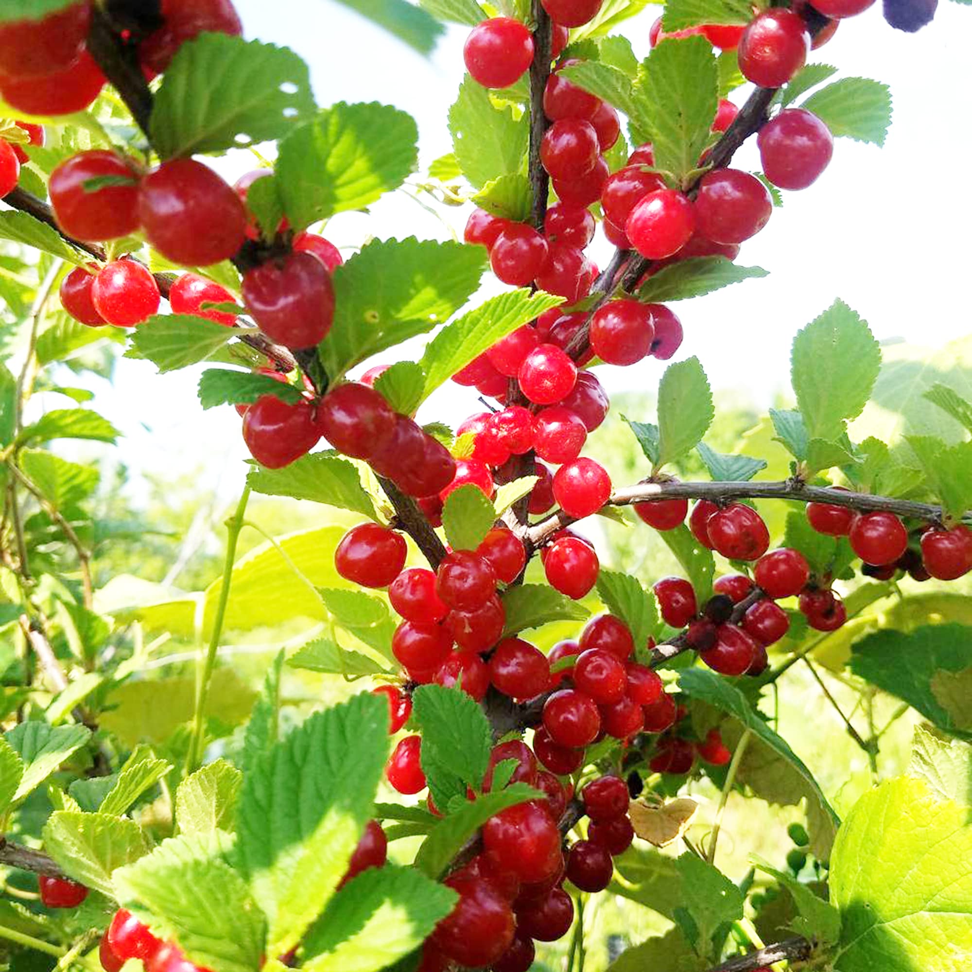 Nanking Cherry Prunus tomentosa for planting in edible garden
