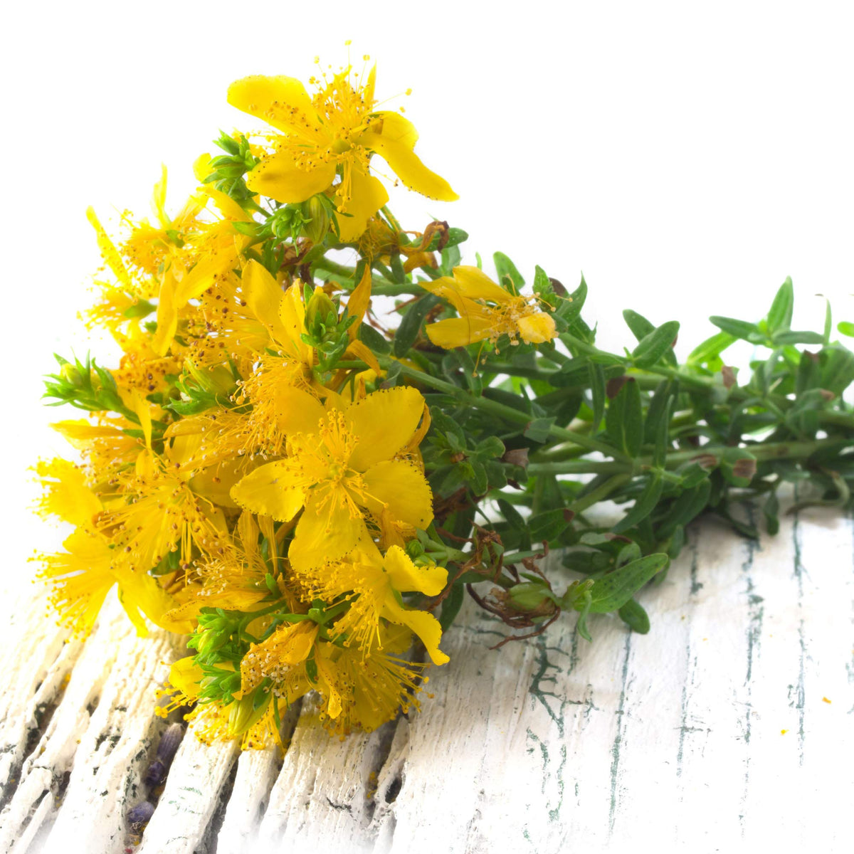 Hypericum (Hypericum Flower) seeds for planting in home garden