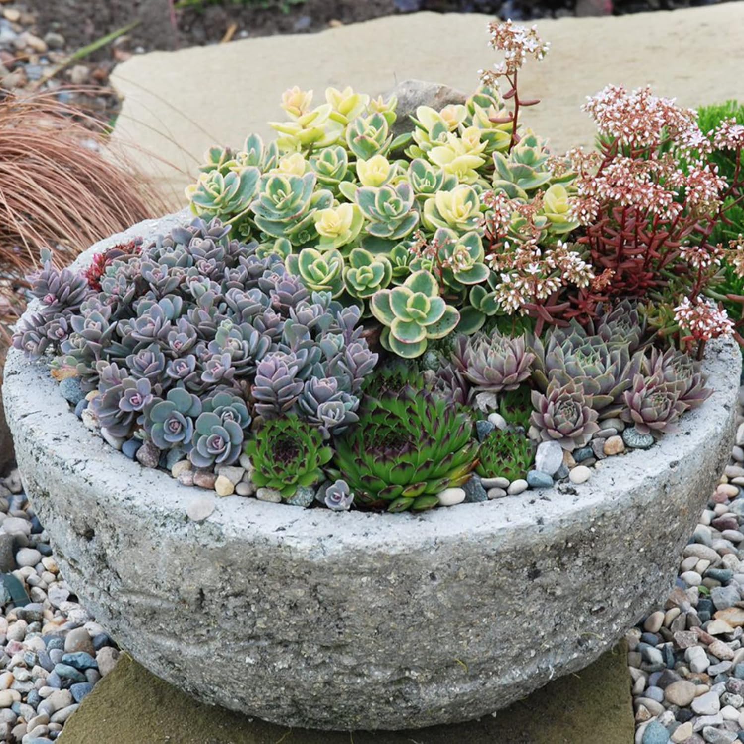 Mixed Sedum Seeds Perennial Star-Shaped Flowers Easy To Care Rock Gardens Containers Ground Cover