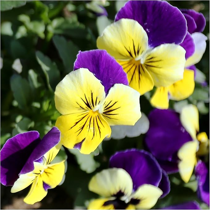 Johnny Jump-Up Viola tricolor for planting in garden