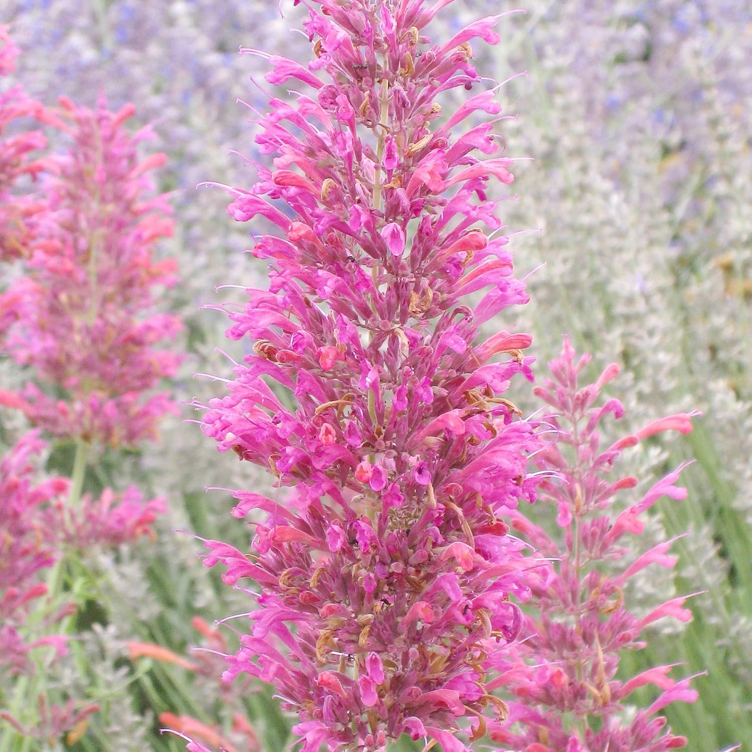 Hummingbird Mint Seeds Agastache Heather Queen Fragrant Deer & Drought Resistant Attracts