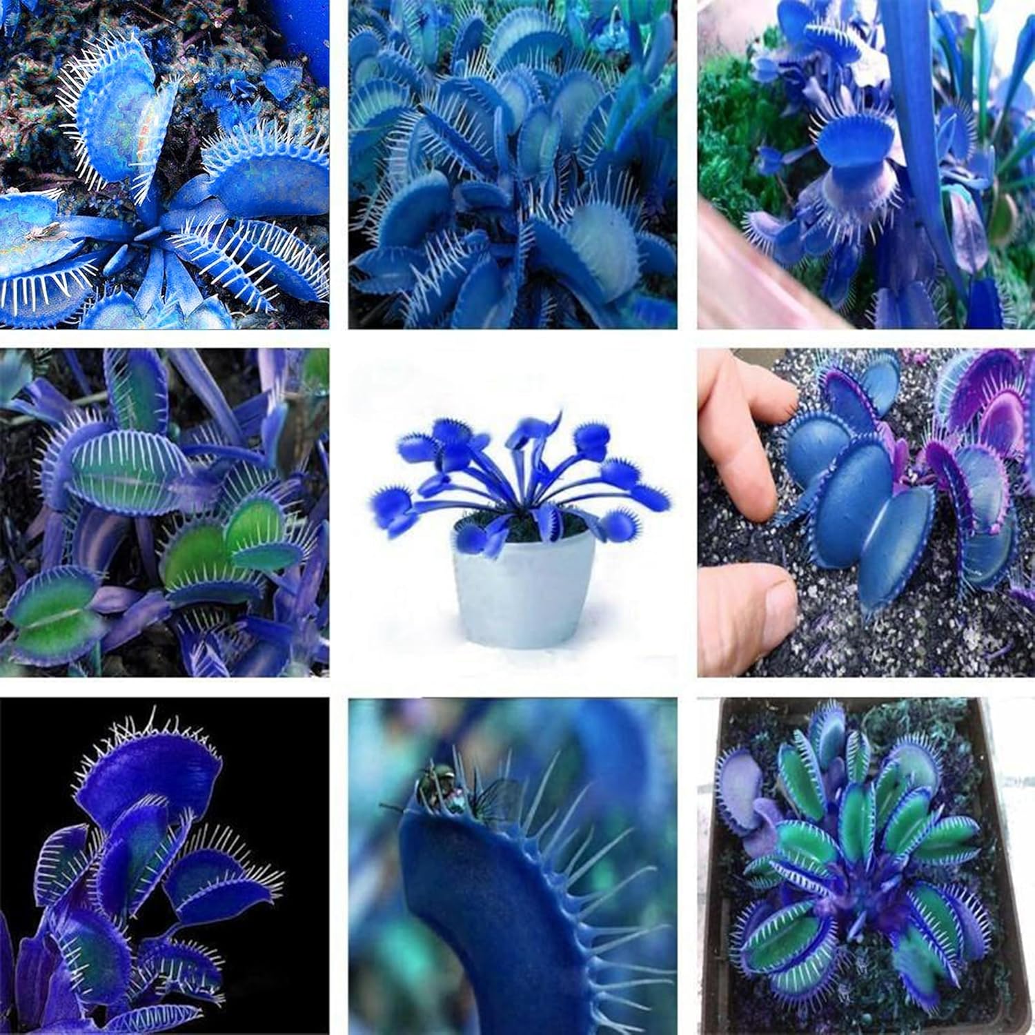 Blue Venus Flytrap Seeds Dionaea Muscipula Heat Tolerant Gmo Free Container Potted Outdoor Pond