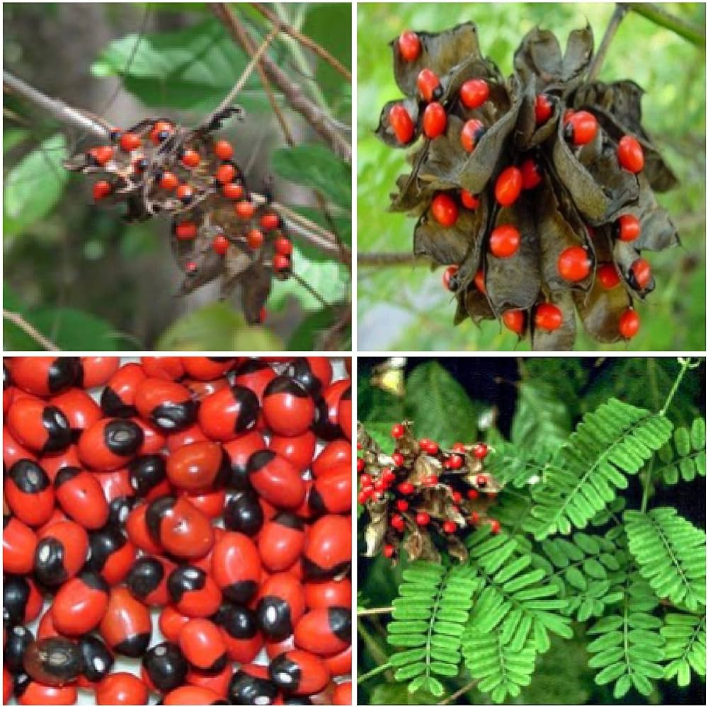 Red Iris Seeds for Bold, Vibrant Garden Blooms