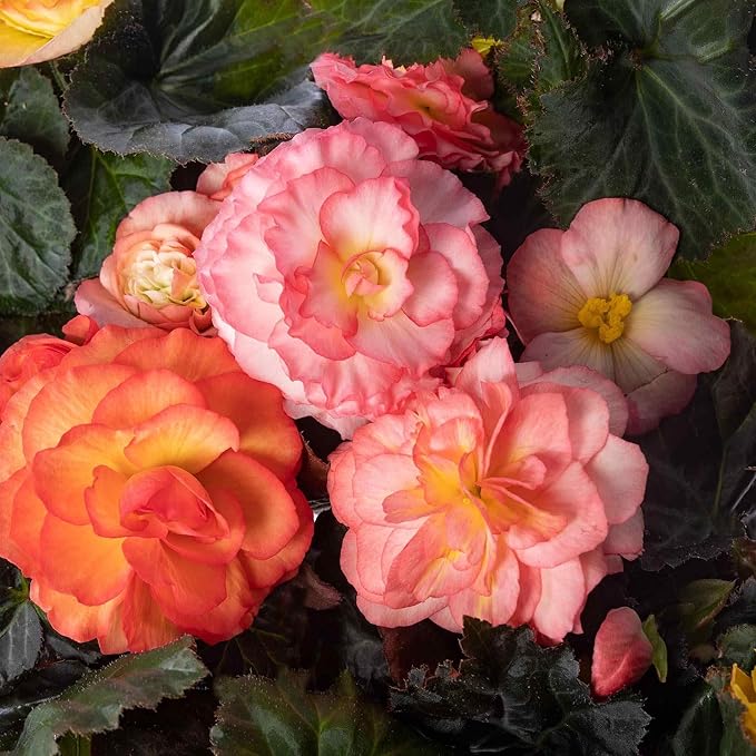 Begonia Mixed Flower Begonia spp. for planting in flower bed