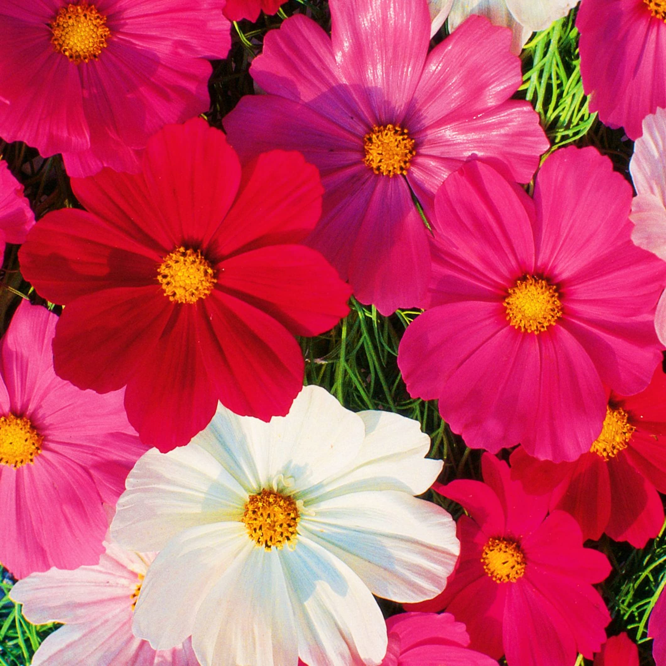 Cosmos Sensation Mix Flower Seeds for vibrant and hardy garden blooms